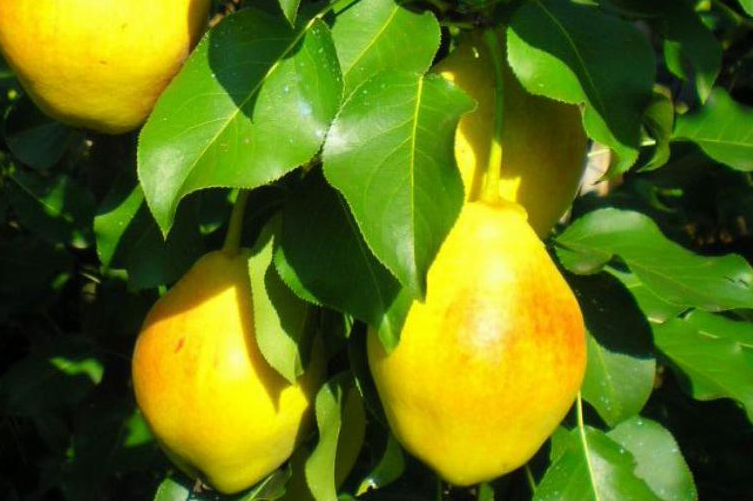 pear-tree